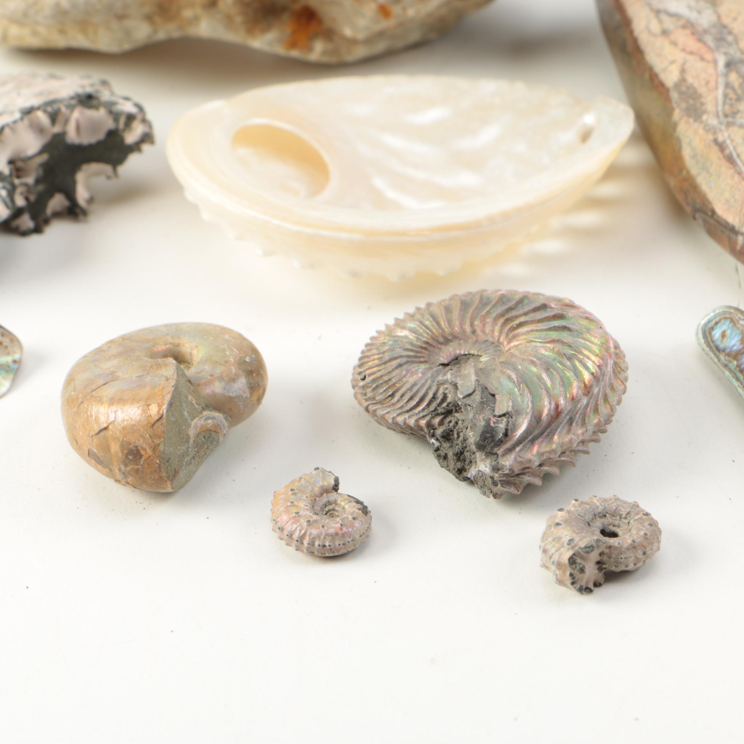 Mollusk Fossil Specimens