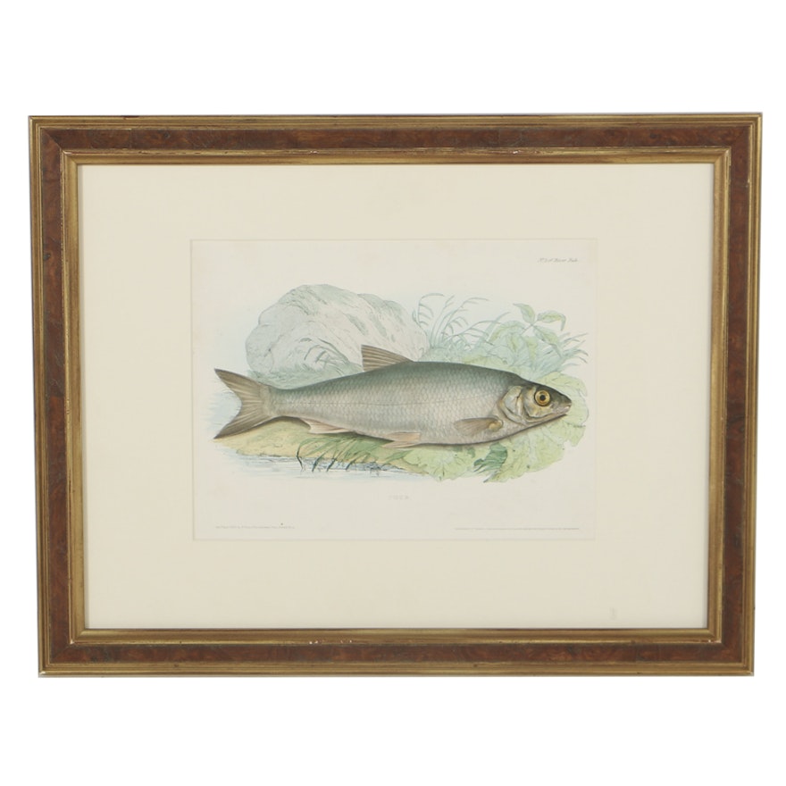 After 19th-Century Lithograph on Paper of a "Chub"