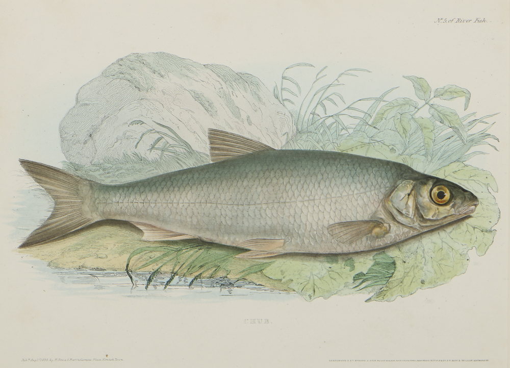 After 19th-Century Lithograph on Paper of a "Chub"