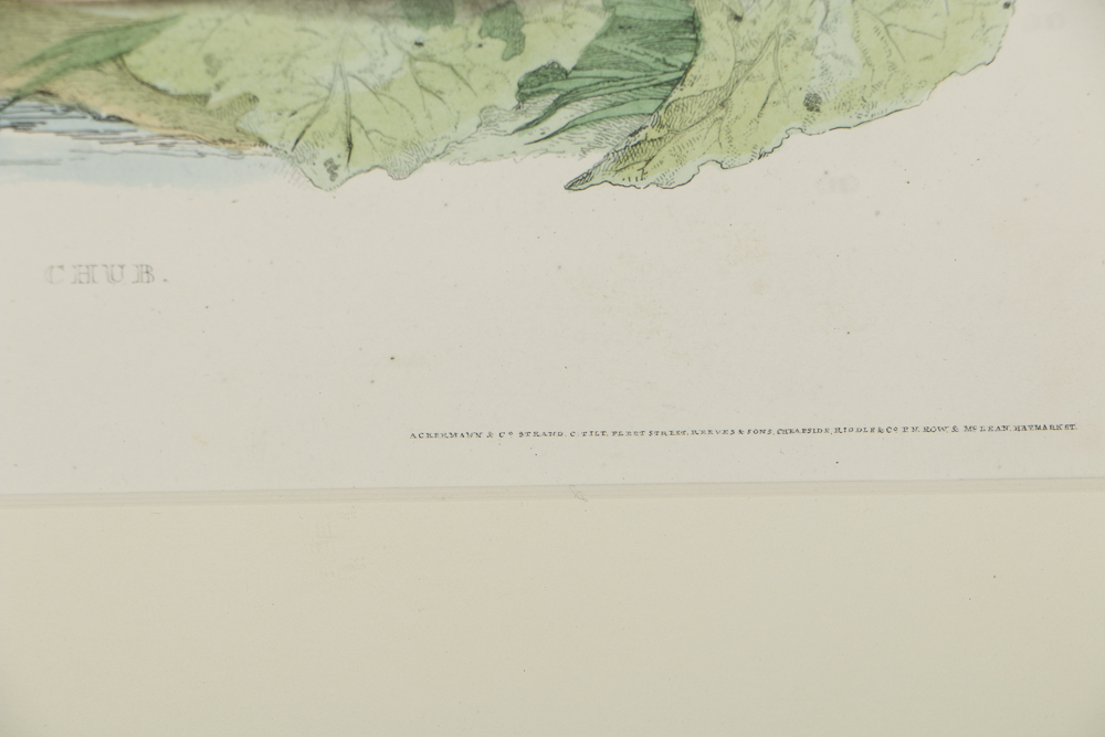 After 19th-Century Lithograph on Paper of a "Chub"