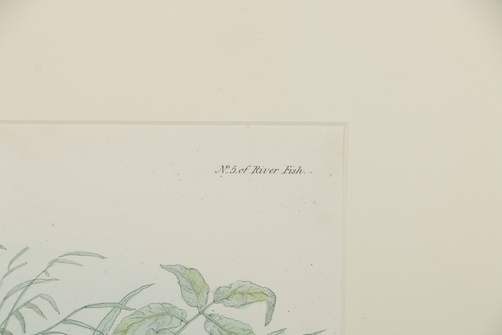 After 19th-Century Lithograph on Paper of a "Chub"