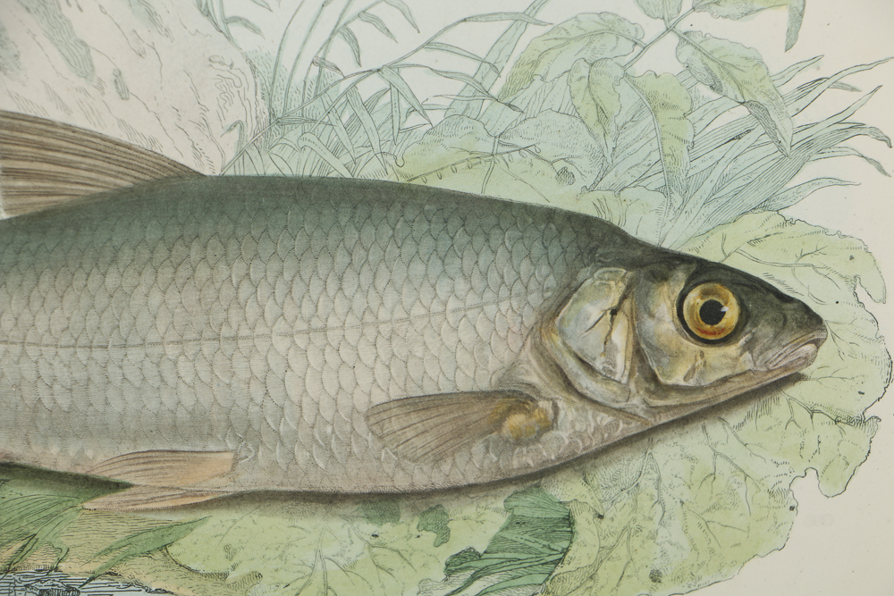 After 19th-Century Lithograph on Paper of a "Chub"