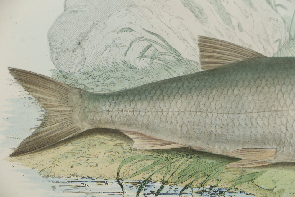 After 19th-Century Lithograph on Paper of a "Chub"