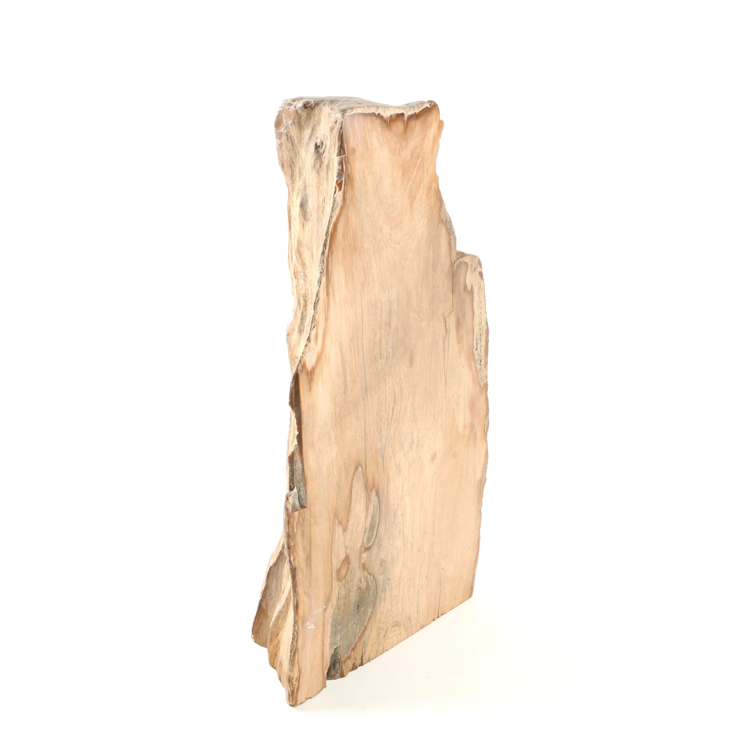 Petrified Wood Specimen