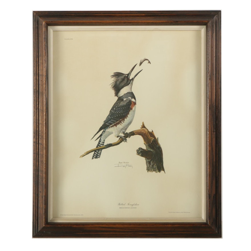 Ray Harm Reproduction Print on Paper "Belted Kingfisher"