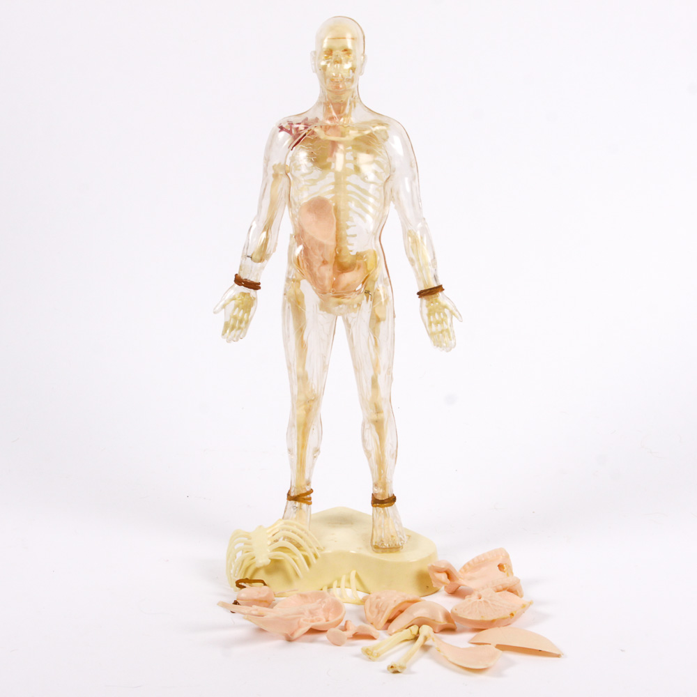 "The Visible Man" Anatomy Learning Toy