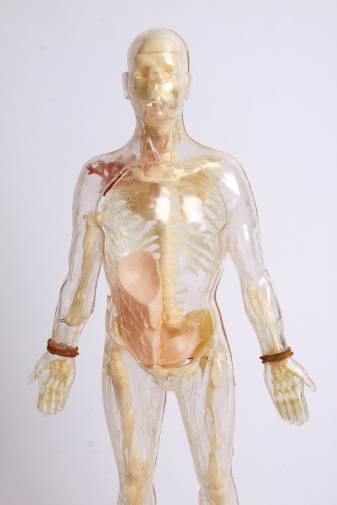 "The Visible Man" Anatomy Learning Toy