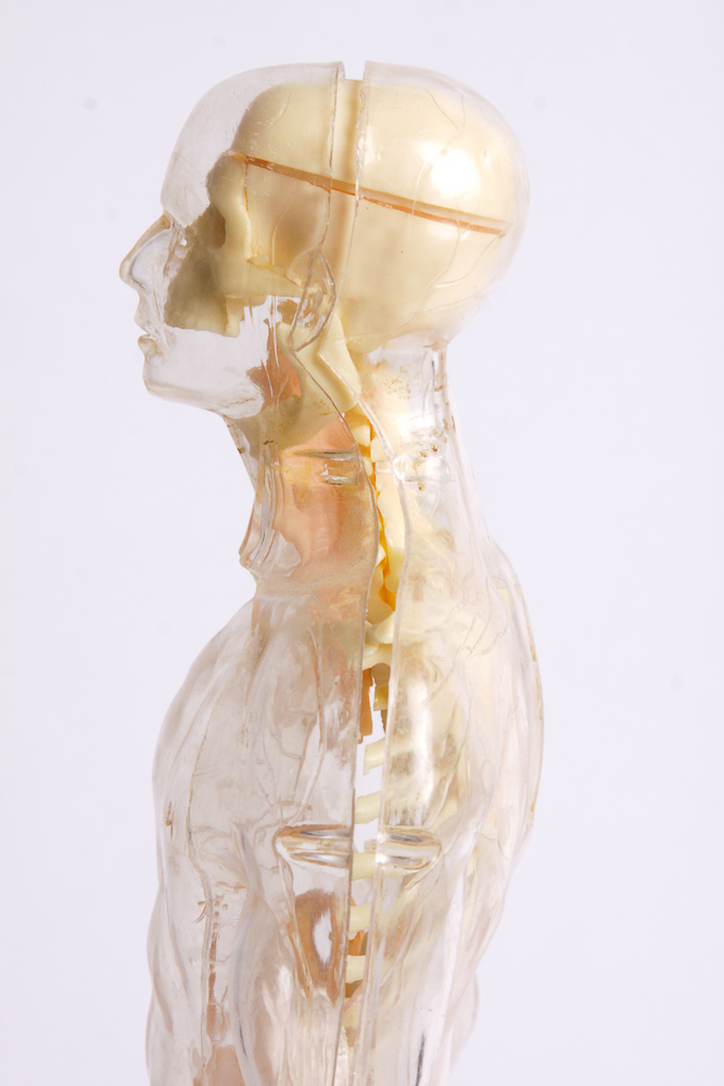 "The Visible Man" Anatomy Learning Toy