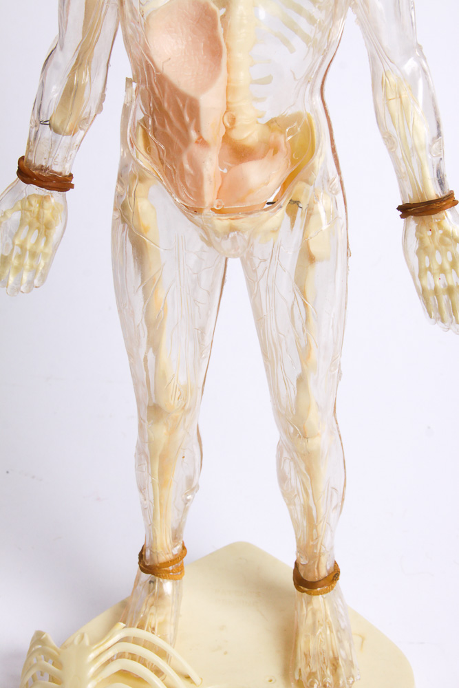 "The Visible Man" Anatomy Learning Toy