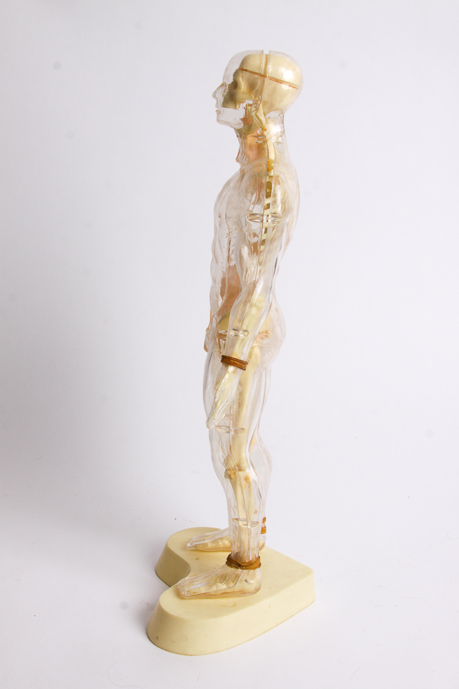 "The Visible Man" Anatomy Learning Toy