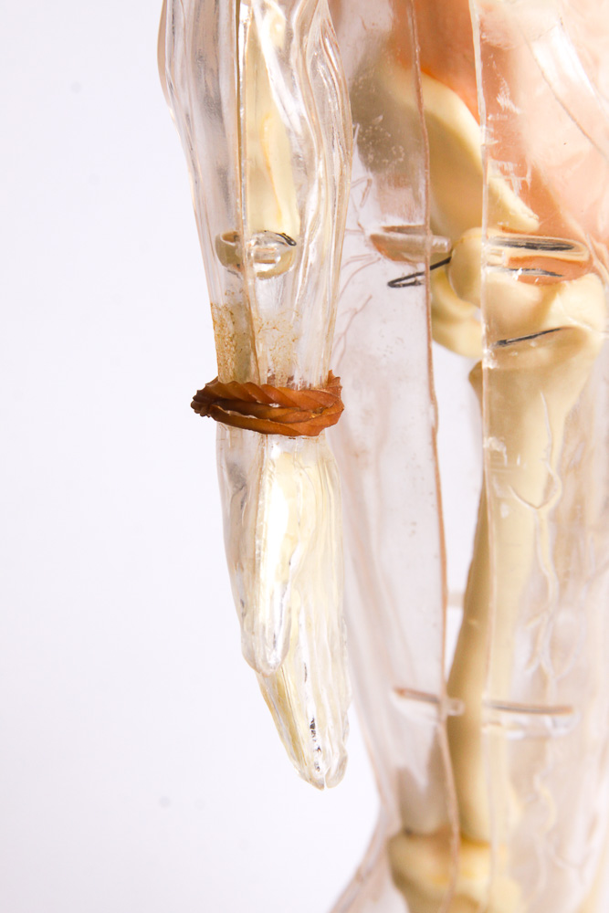 "The Visible Man" Anatomy Learning Toy