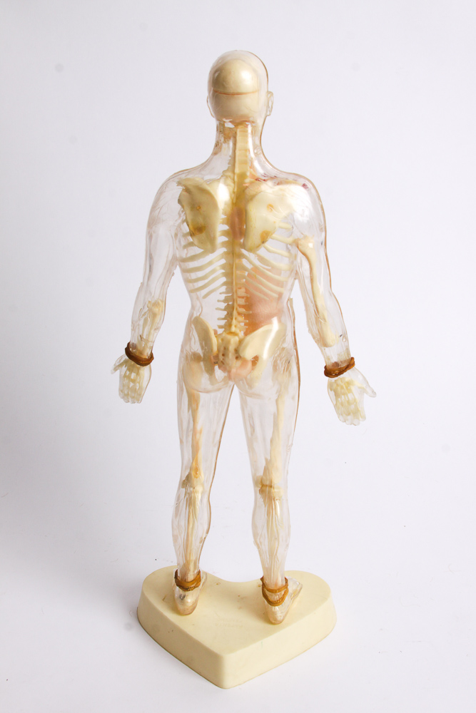 "The Visible Man" Anatomy Learning Toy