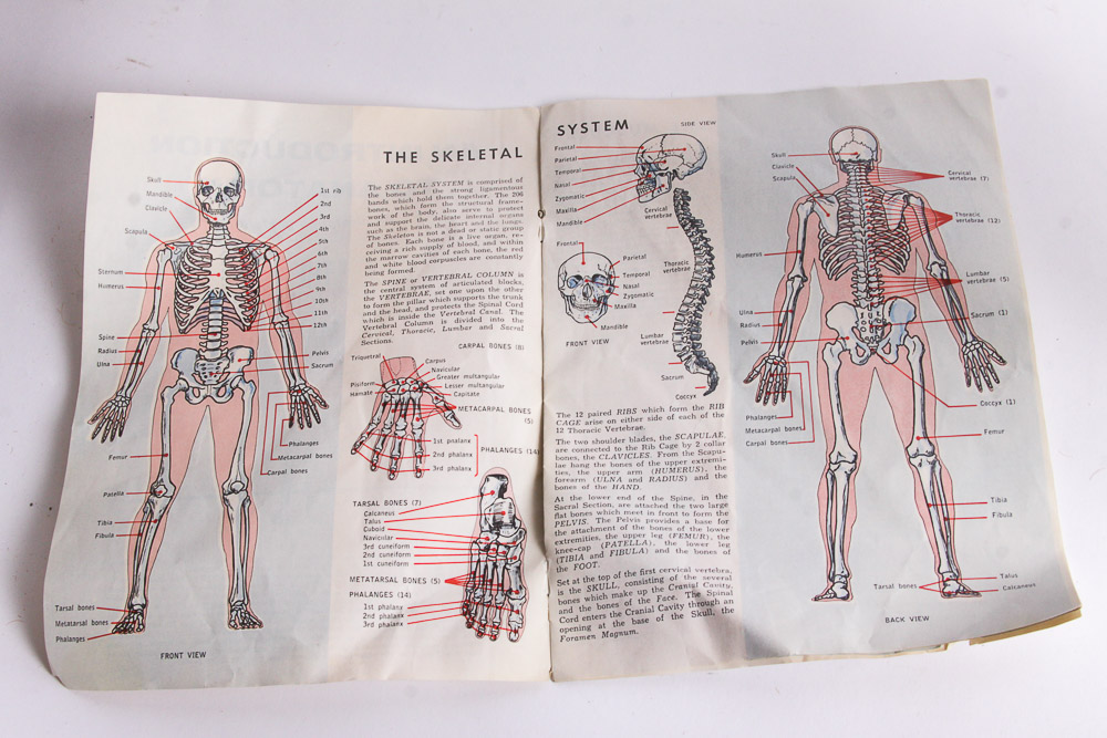 "The Visible Man" Anatomy Learning Toy
