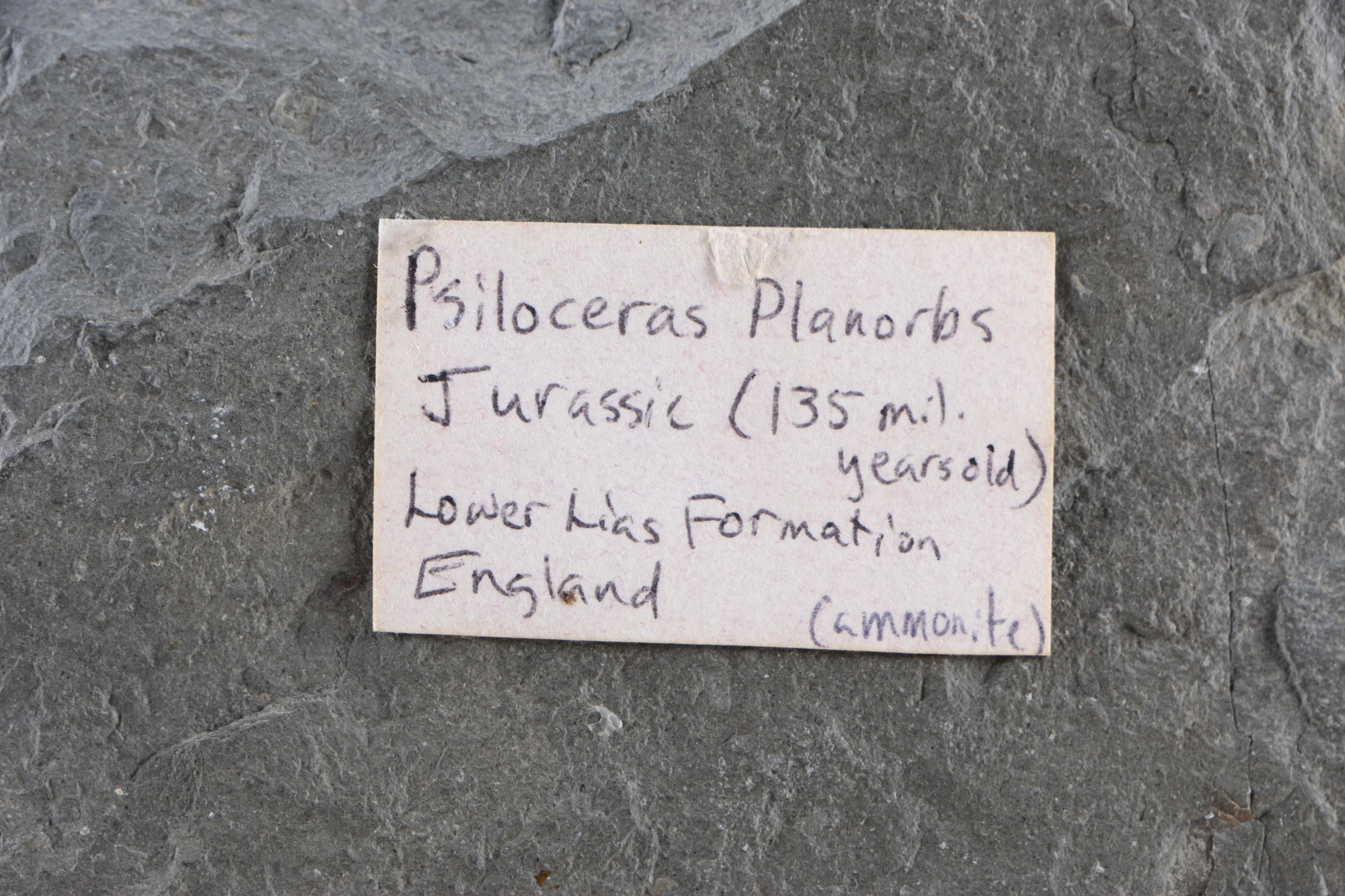 "Psiloceras Planorbis" Specimen