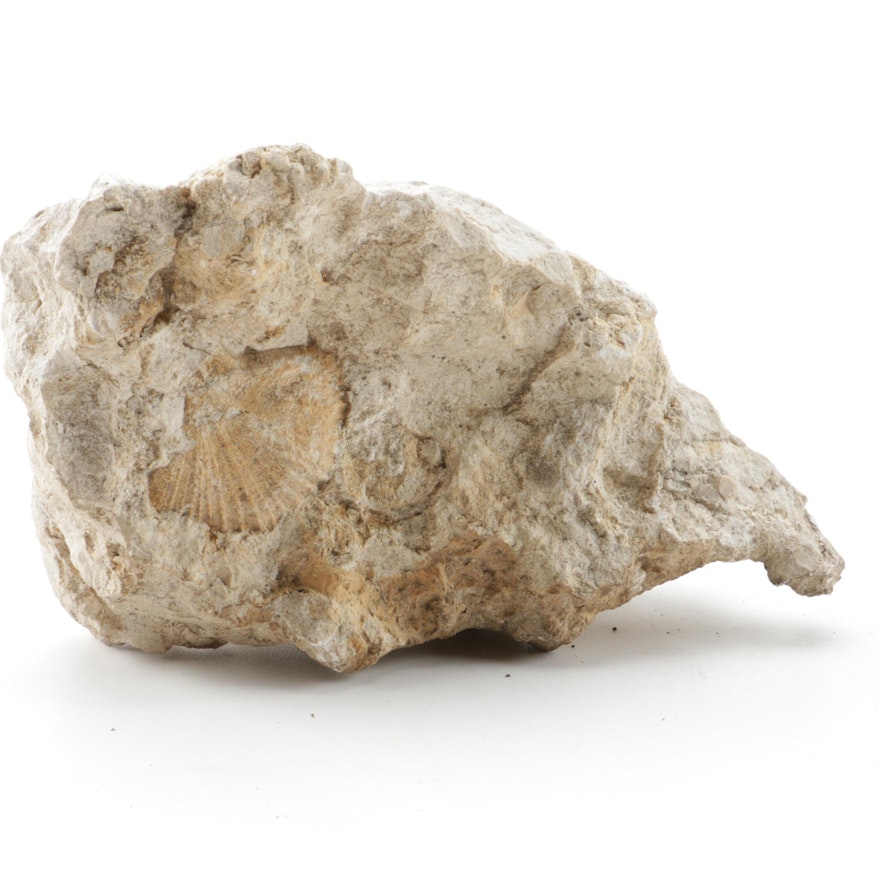 Fossiliferous Limestone Specimen