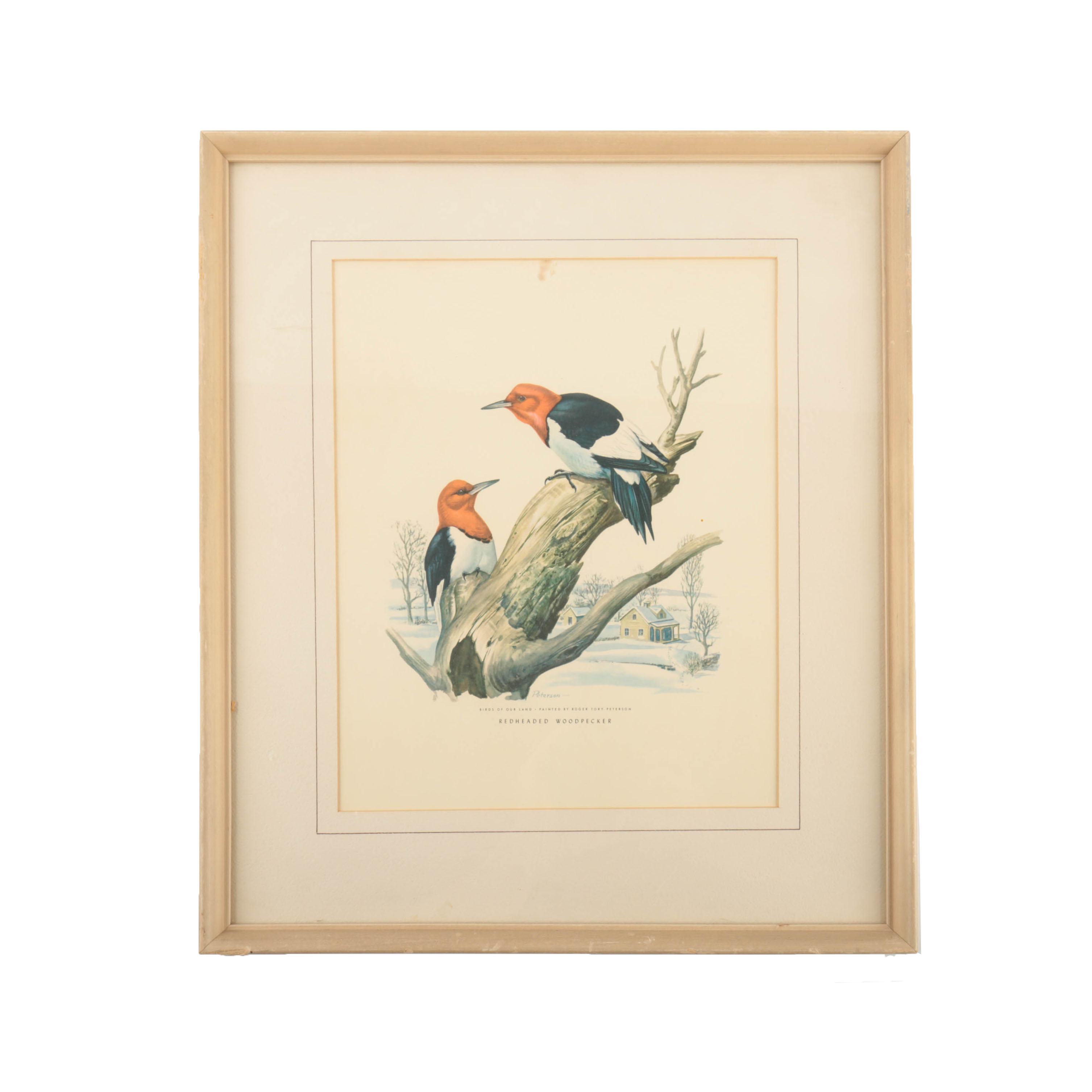 Offset Lithograph After Roger Tory Peterson "Redheaded Woodpecker"