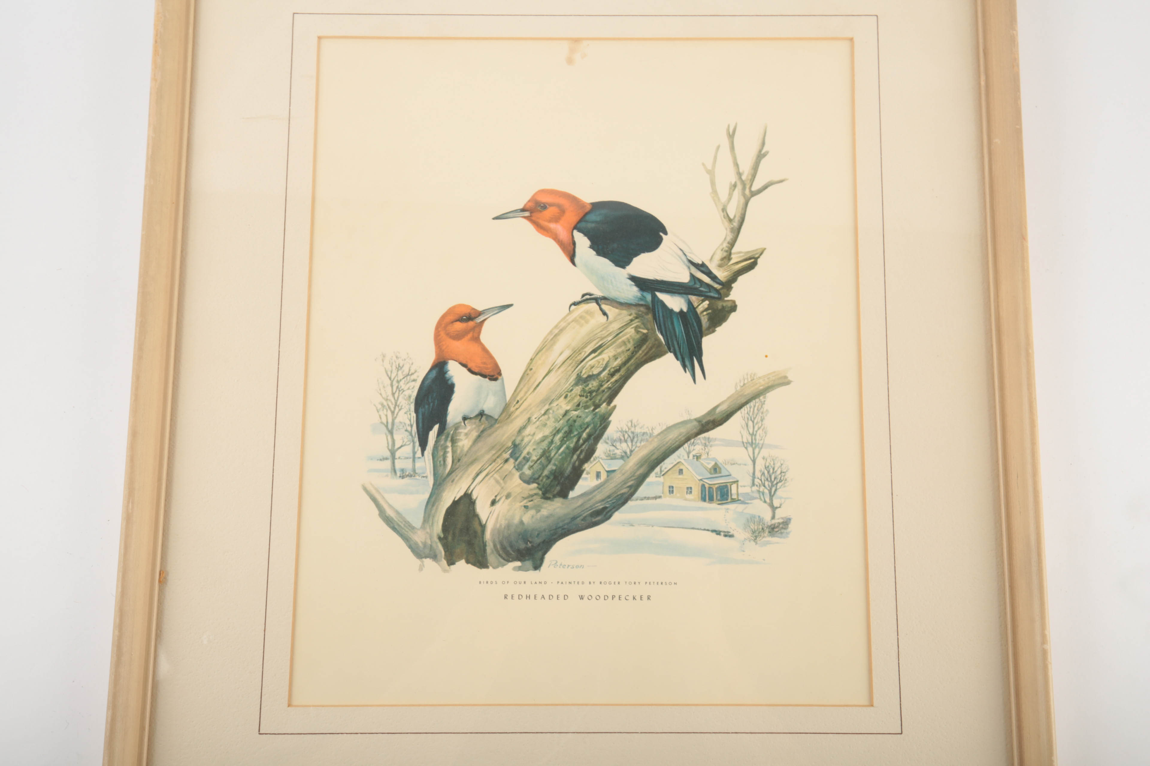 Offset Lithograph After Roger Tory Peterson "Redheaded Woodpecker"