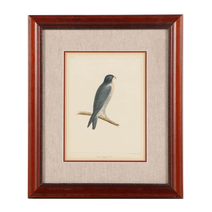 John Cassin Lithograph on Paper "Falco nigriceps (male)"