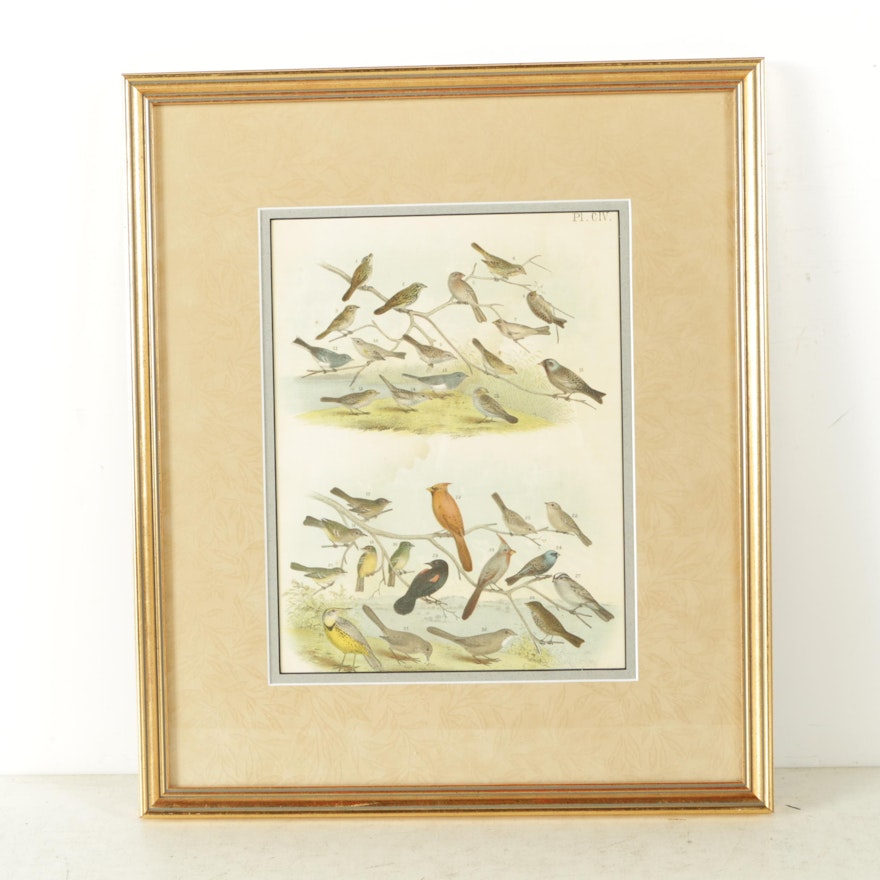 Vintage Chromolithograph Print on Paper of American Birds