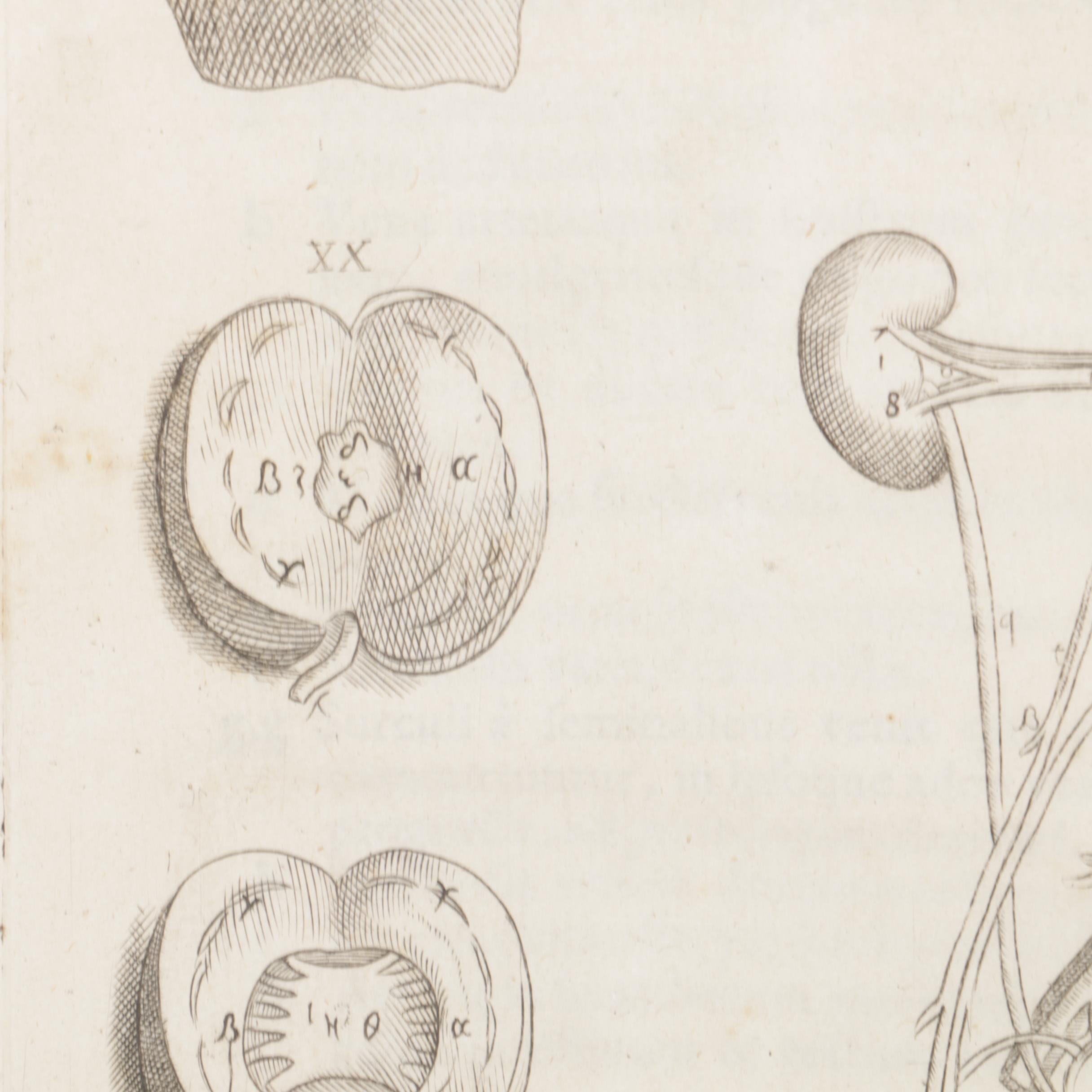 Etchings Including Jacques Villon Aquatint After Bonnard's "La Femme au Chien"