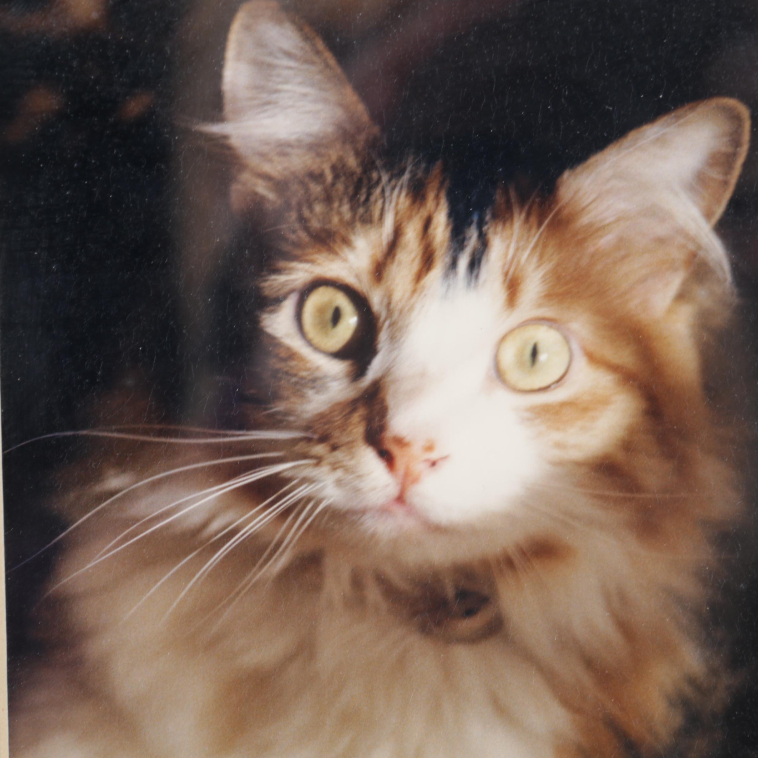 Color Photographs of Cats and Flowers