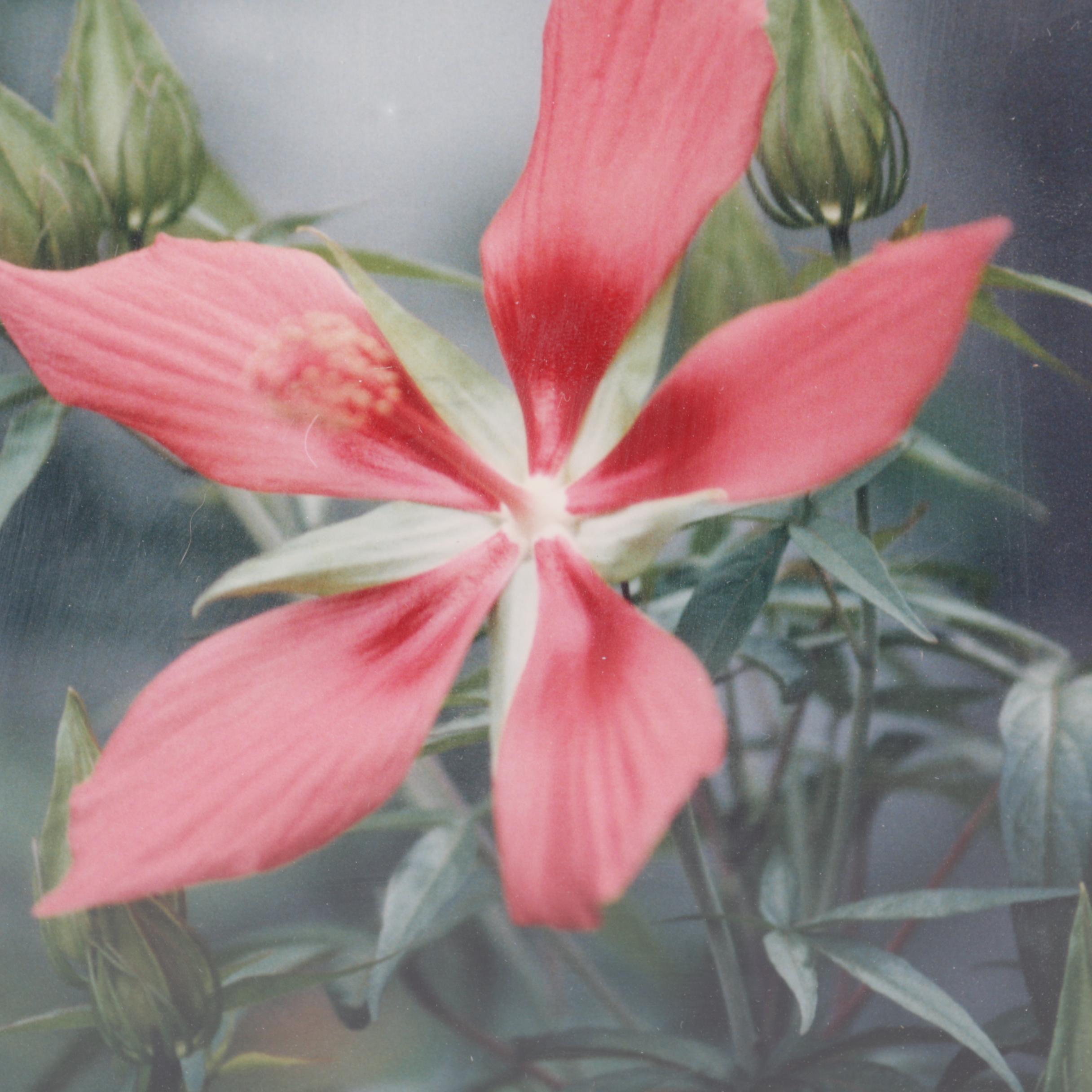 Color Photographs of Cats and Flowers