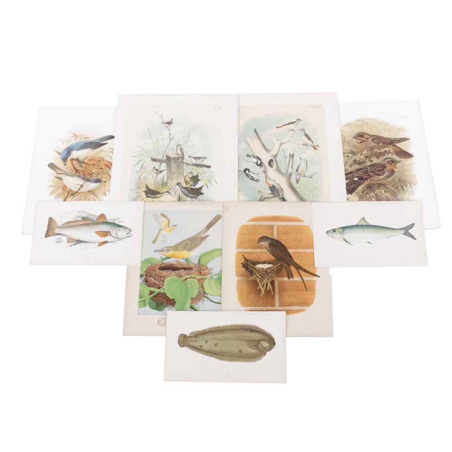 Antique and Vintage Lithographs and Hand-Colored Engravings of Birds and Fish