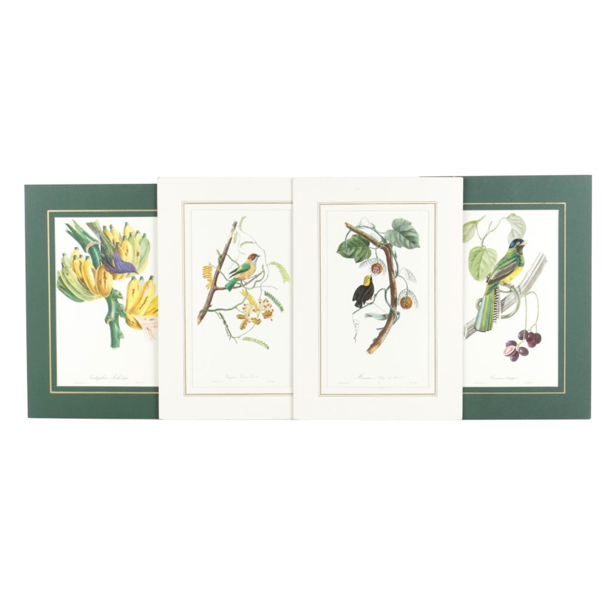 Reproduction Prints After Jean Theodore Descourtilz of Birds