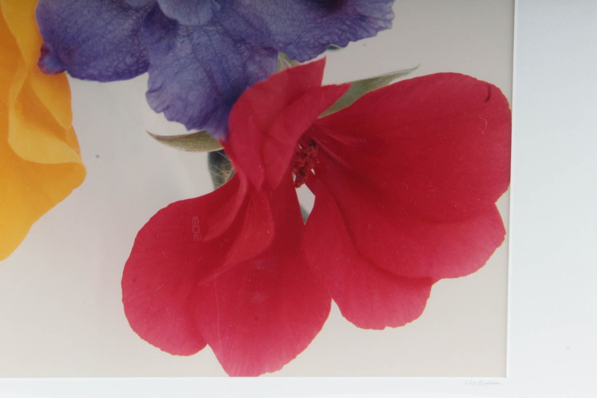 Jill Bedford Color Photograph "Primary Flowers"