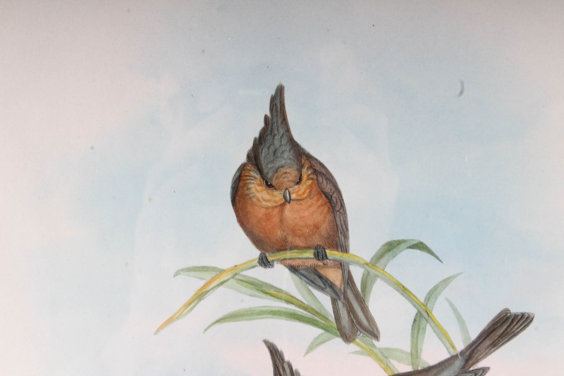 Gould & Richter Hand Colored Lithograph