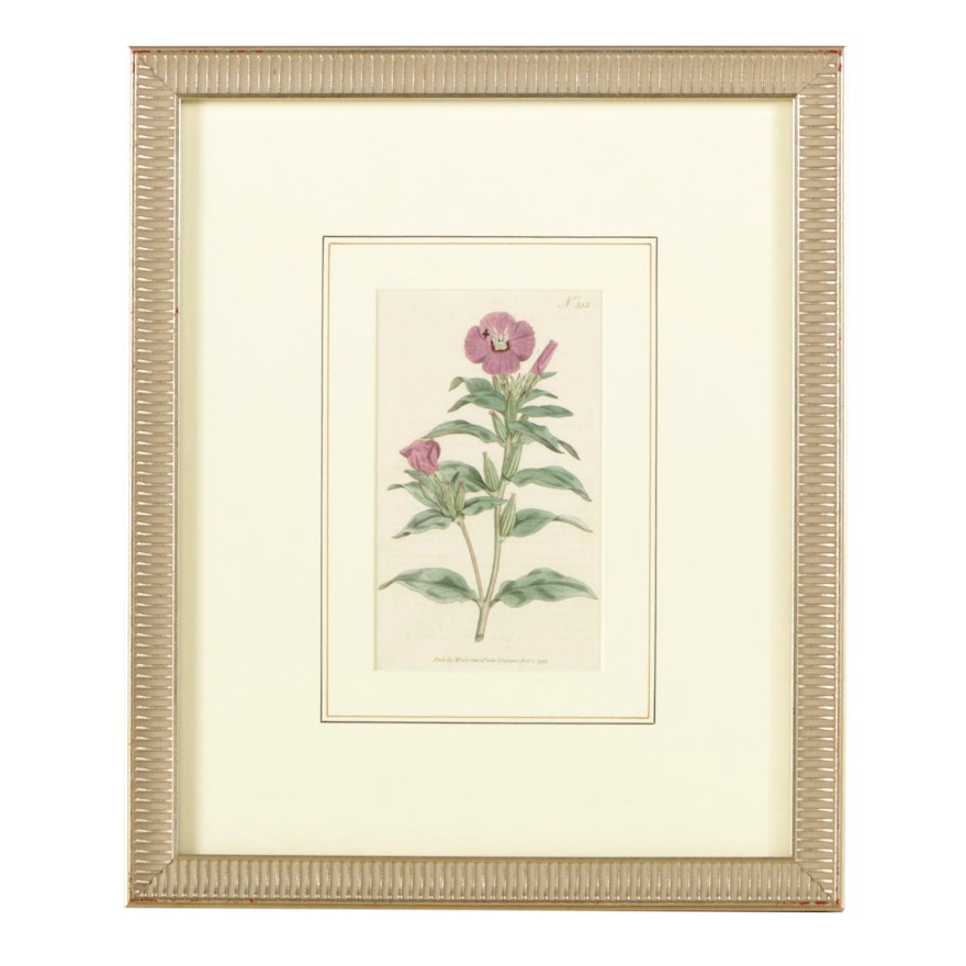 Hand-Colored Engraving of Oenothera Rosea from _The Botanical Magazine_