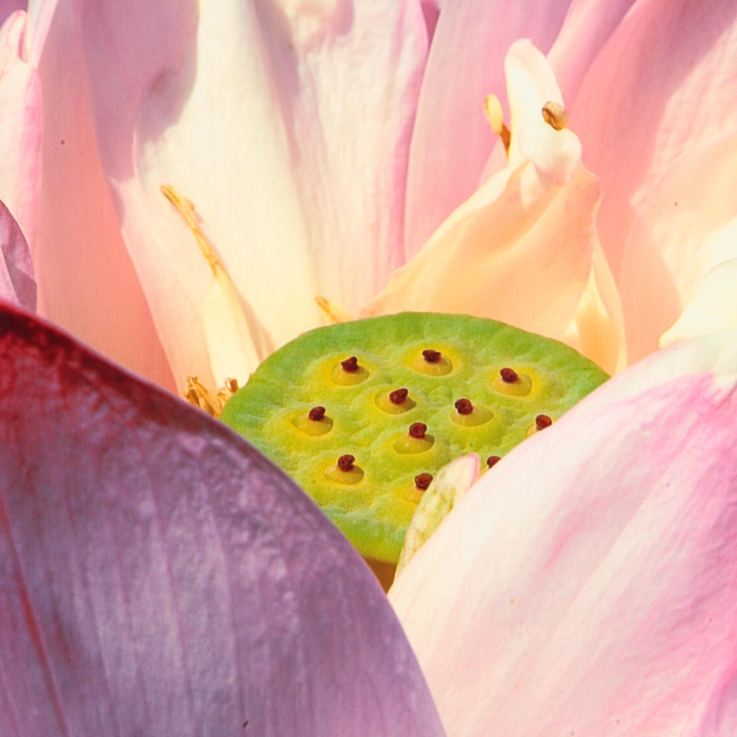 Pair of Color Photographs of Flora