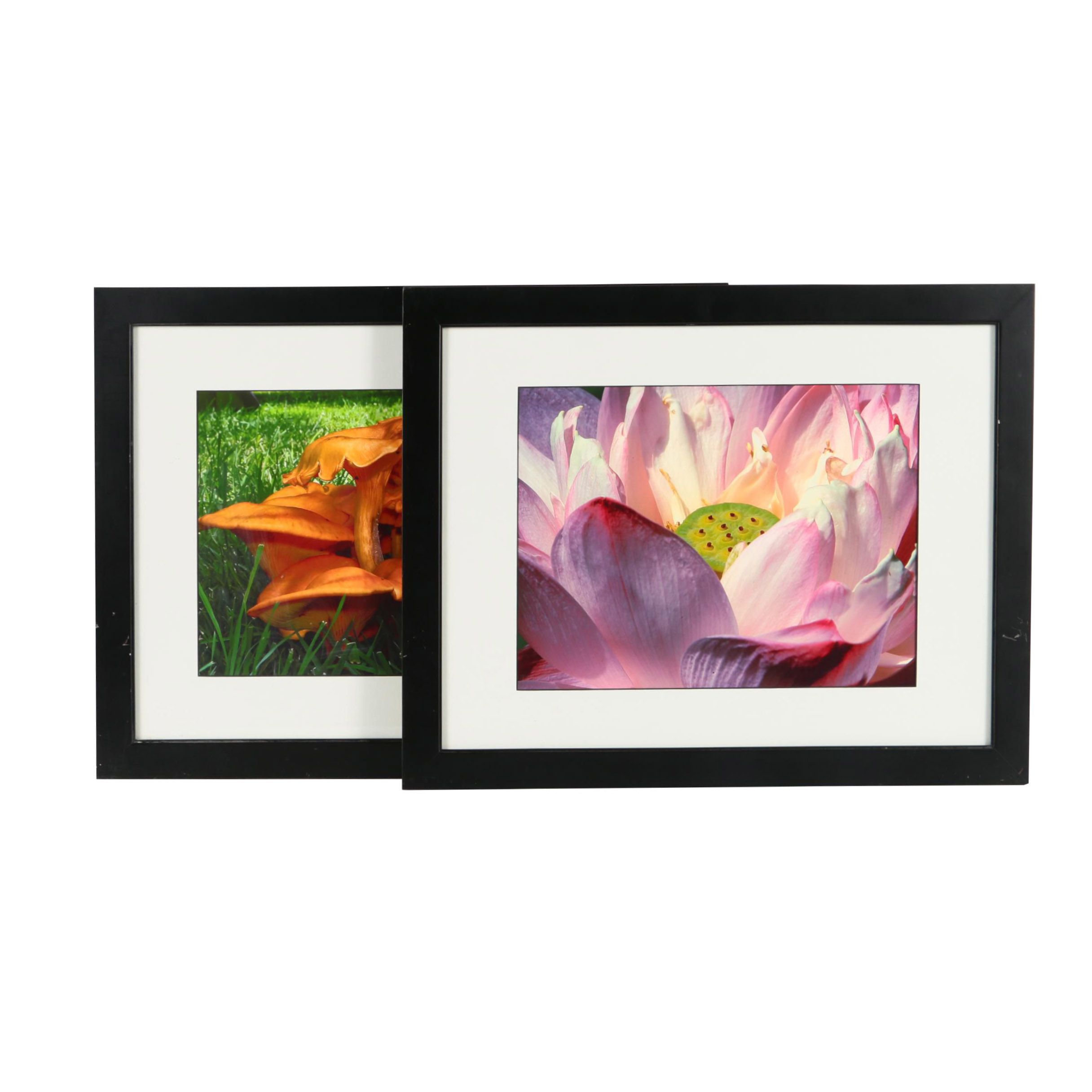 Pair of Color Photographs of Flora