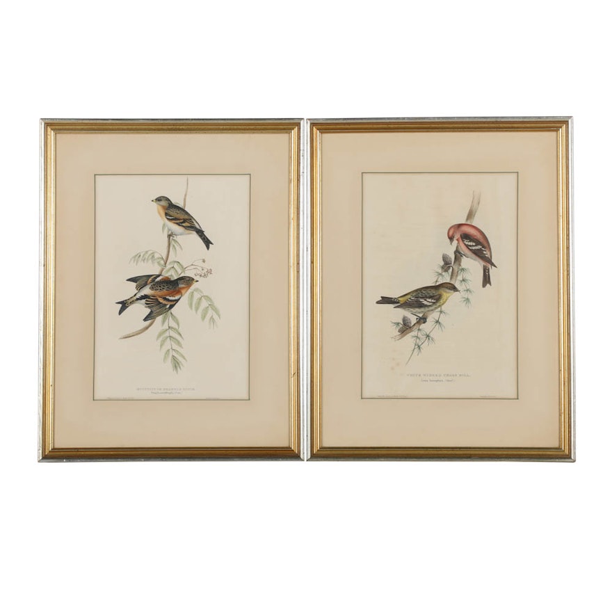 John Gould Hand Colored Lithograph of Song Birds
