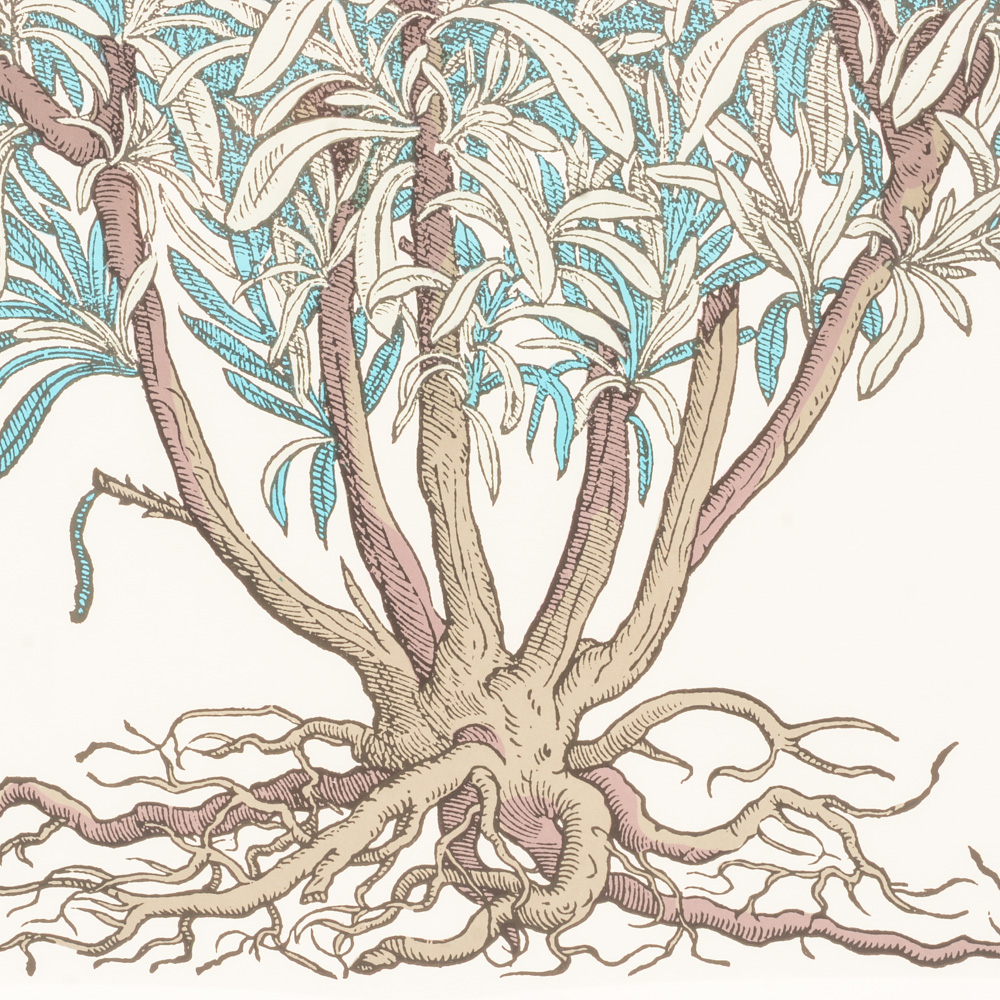 Poster From "The New York Botanical Garden Print Series"