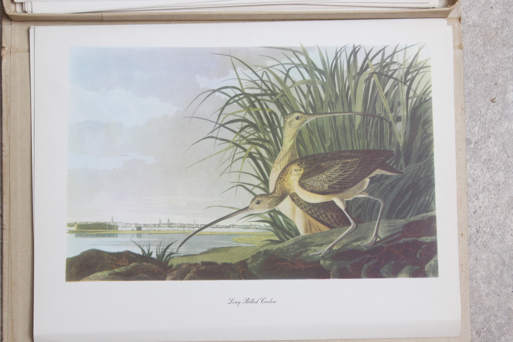 Audubon "Birds of America" Offset Lithograph Collection