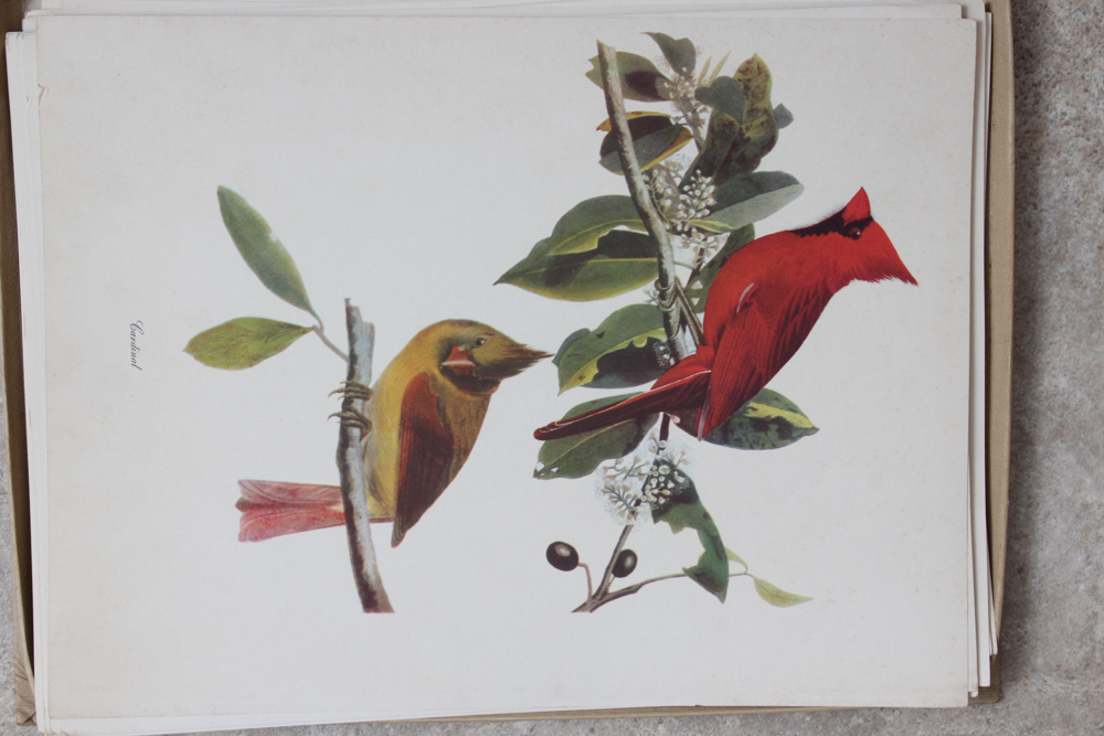 Audubon "Birds of America" Offset Lithograph Collection