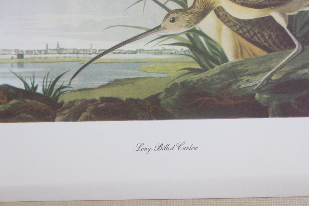 Audubon "Birds of America" Offset Lithograph Collection