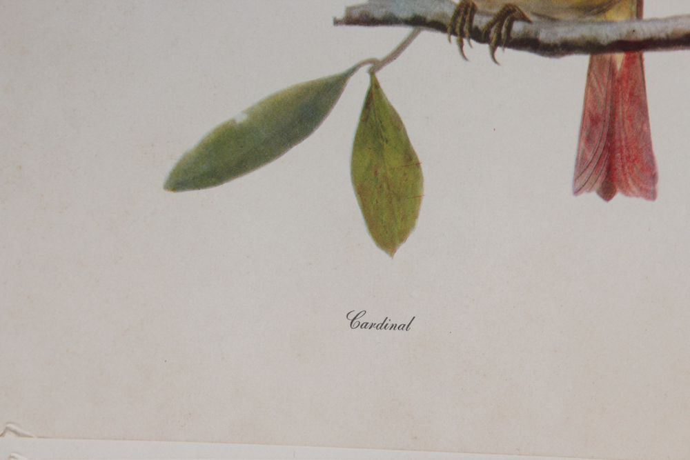 Audubon "Birds of America" Offset Lithograph Collection