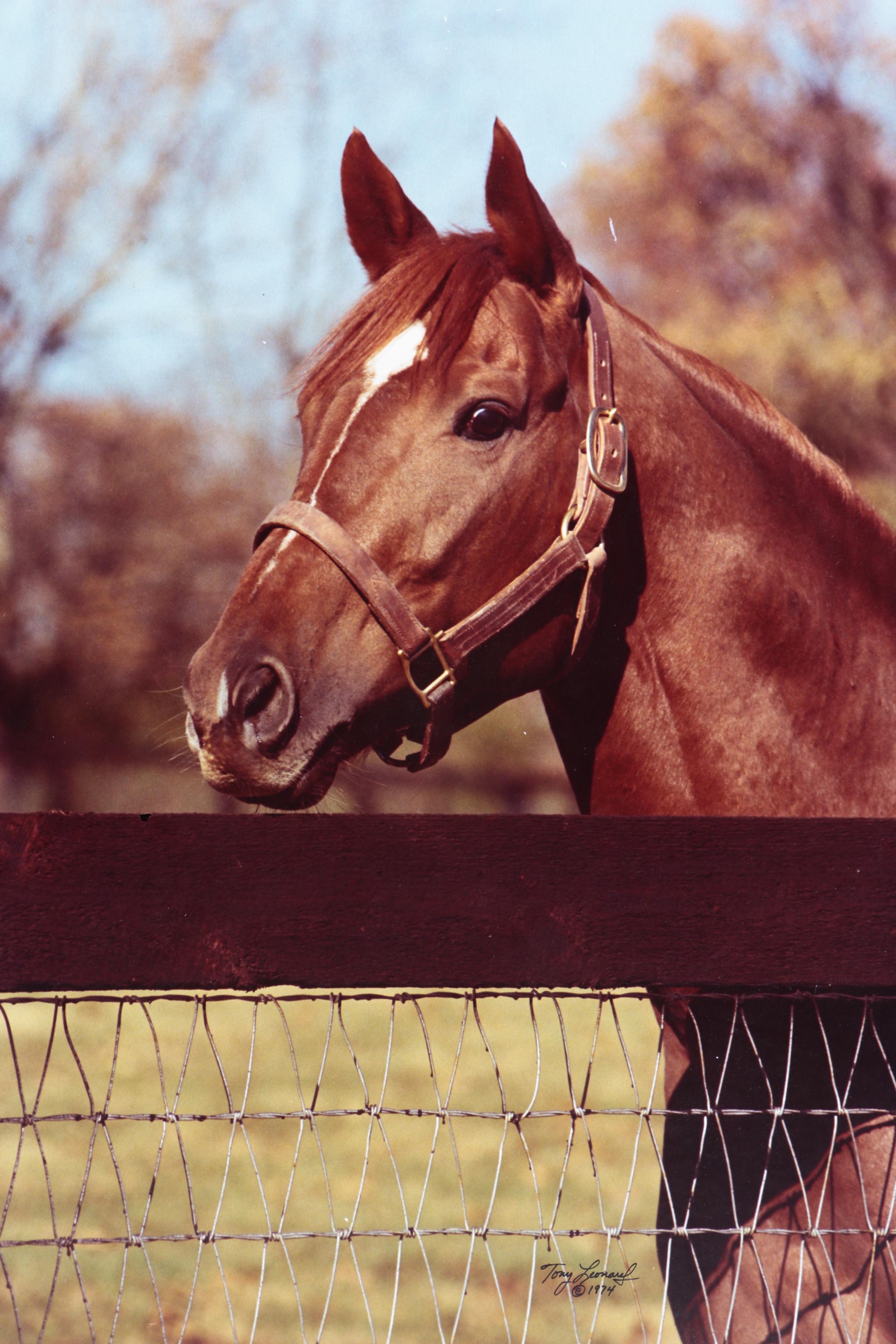 Tony Leonard Color Photograph "Secretariat"