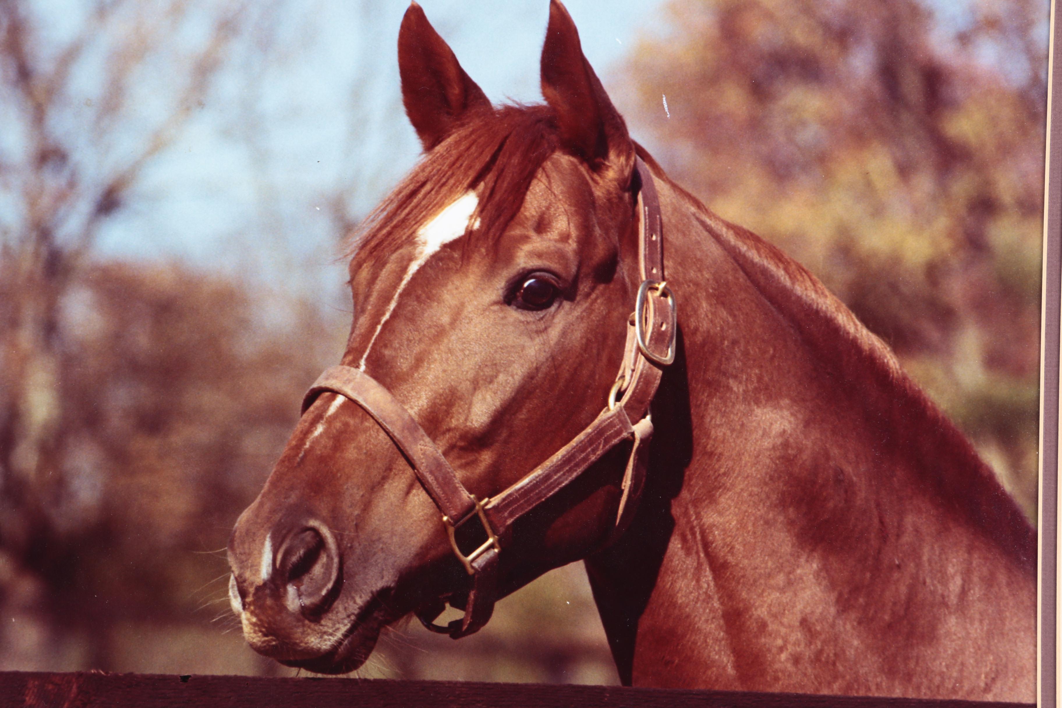 Tony Leonard Color Photograph "Secretariat"