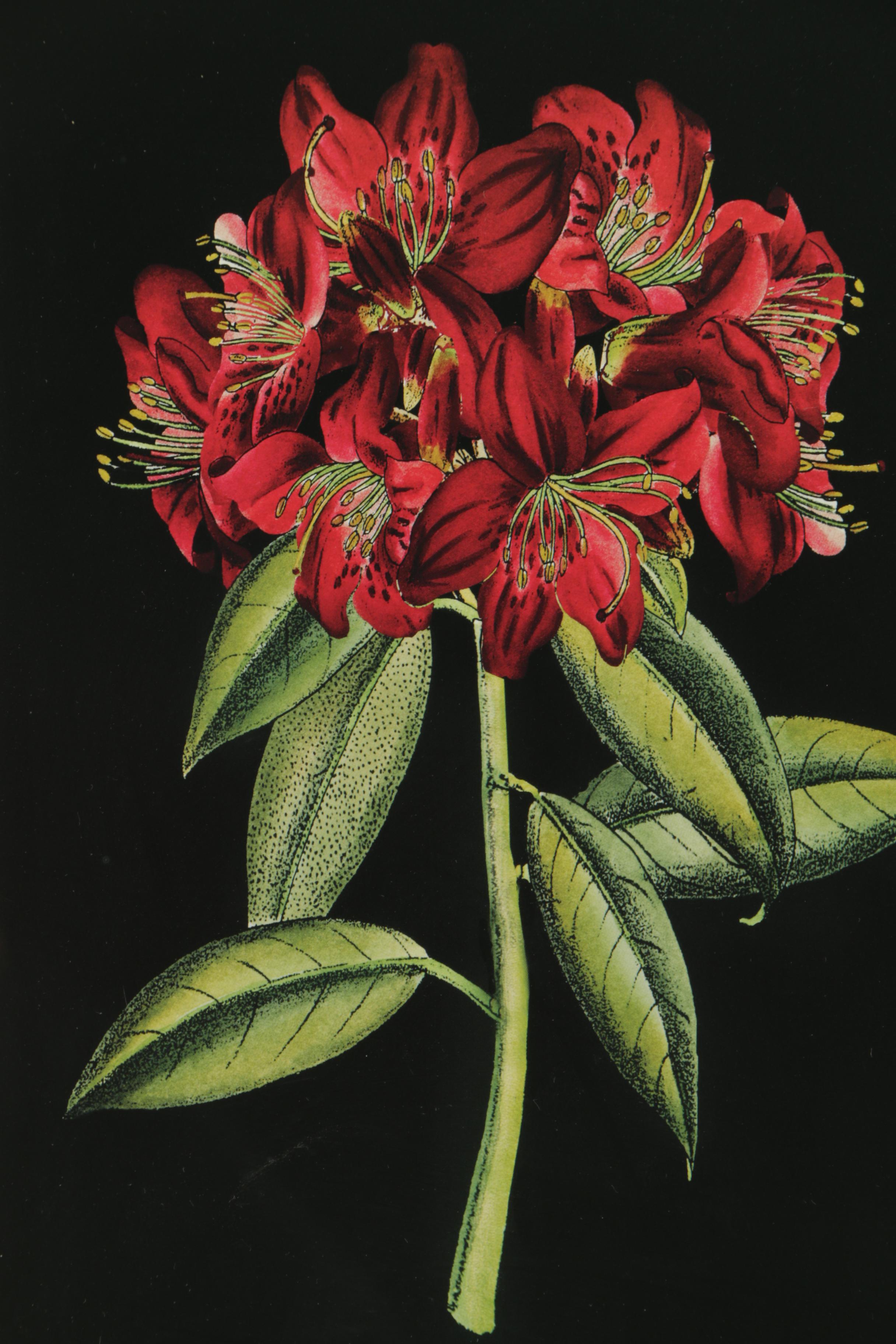 Two Reproduction Prints on Paper