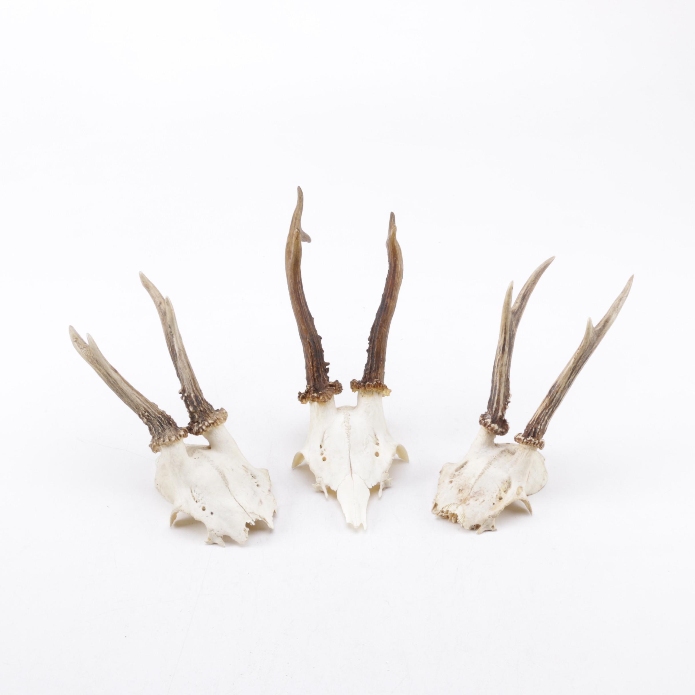Roe Deer Antlers