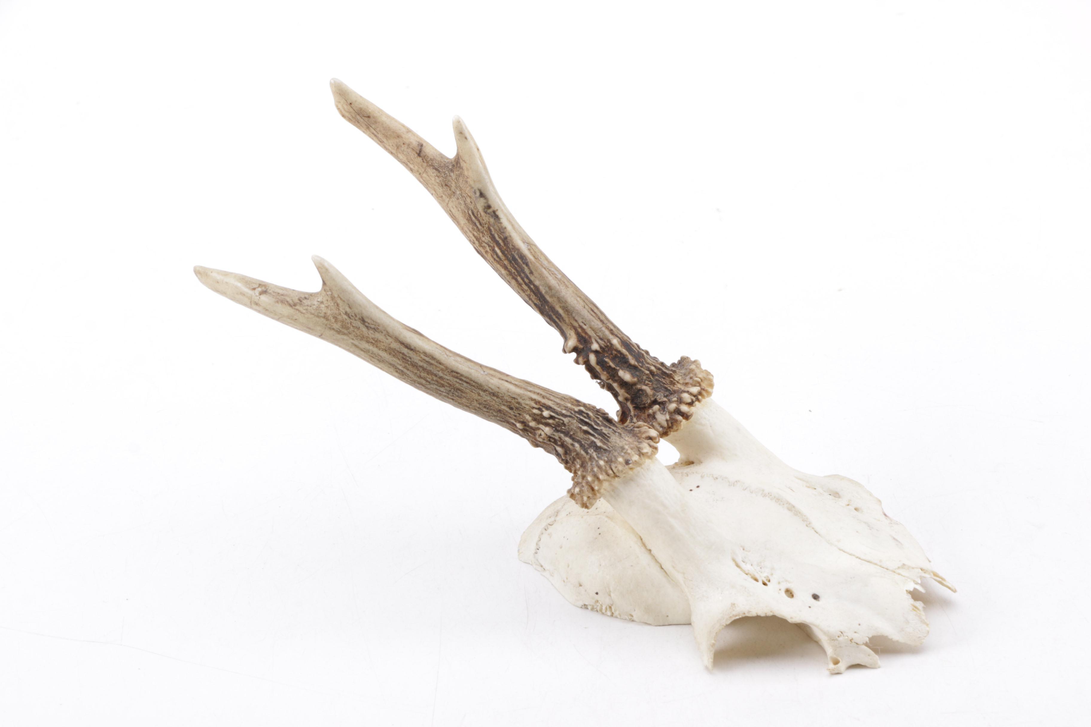 Roe Deer Antlers
