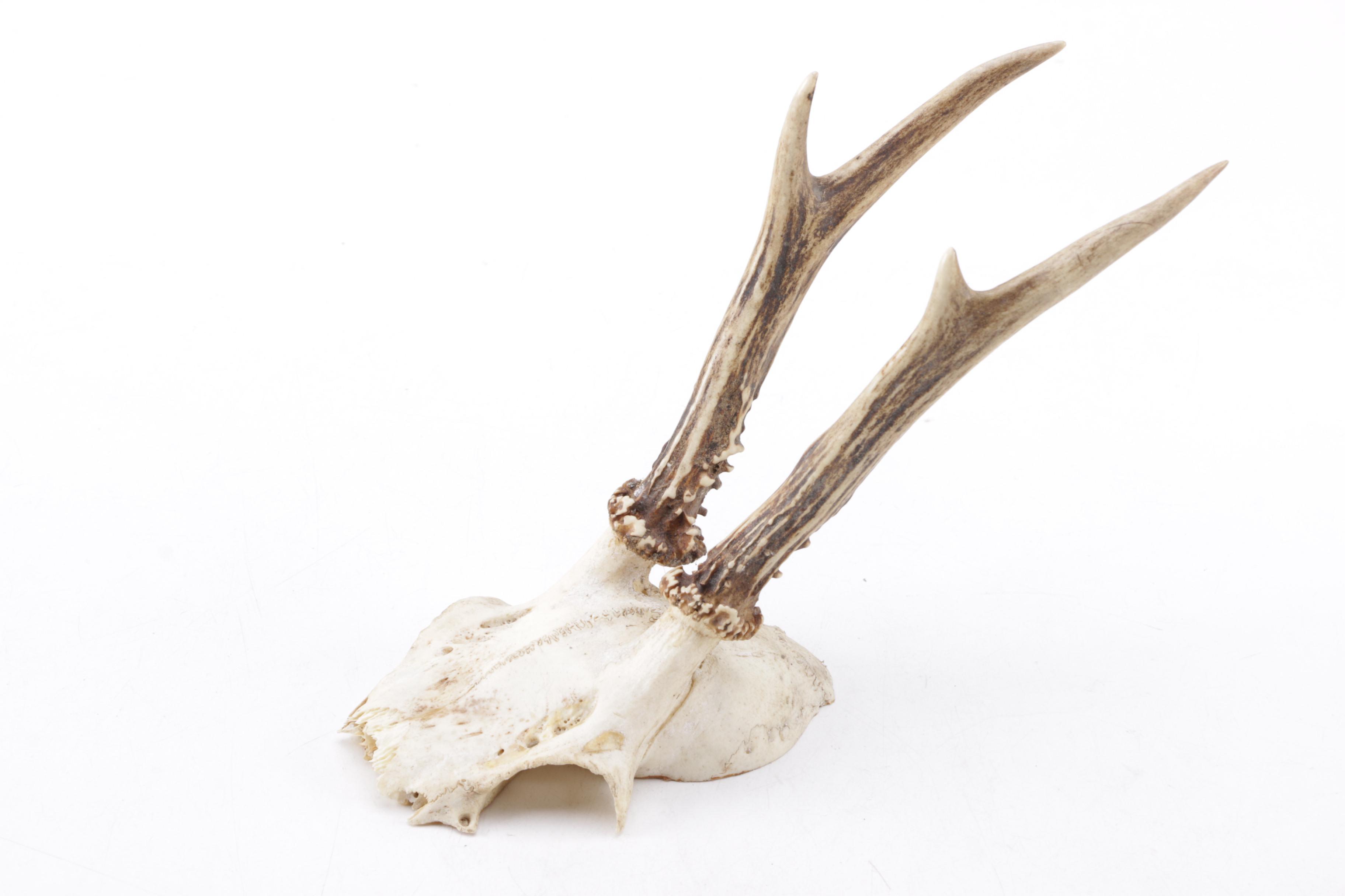 Roe Deer Antlers