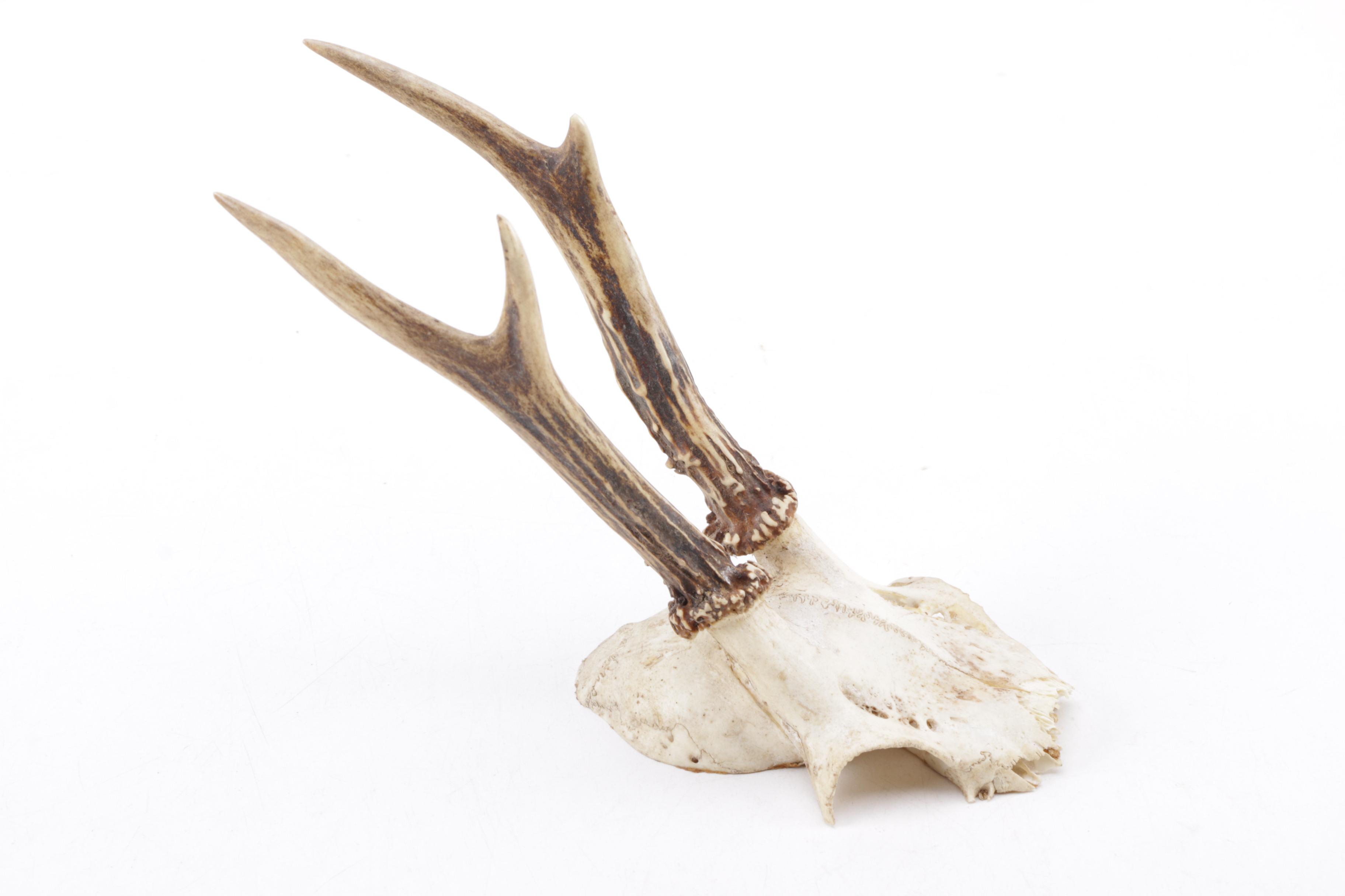 Roe Deer Antlers