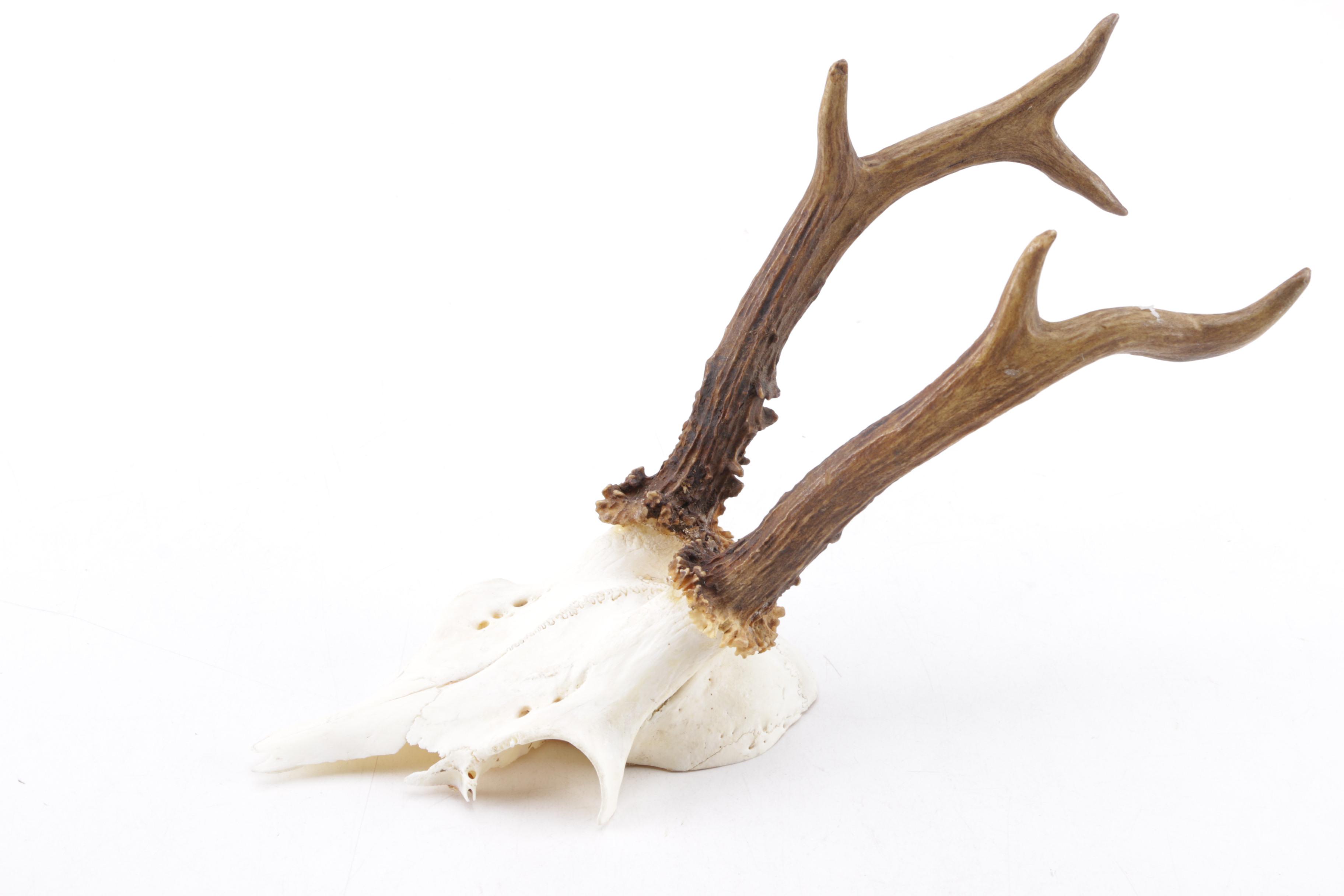 Roe Deer Antlers