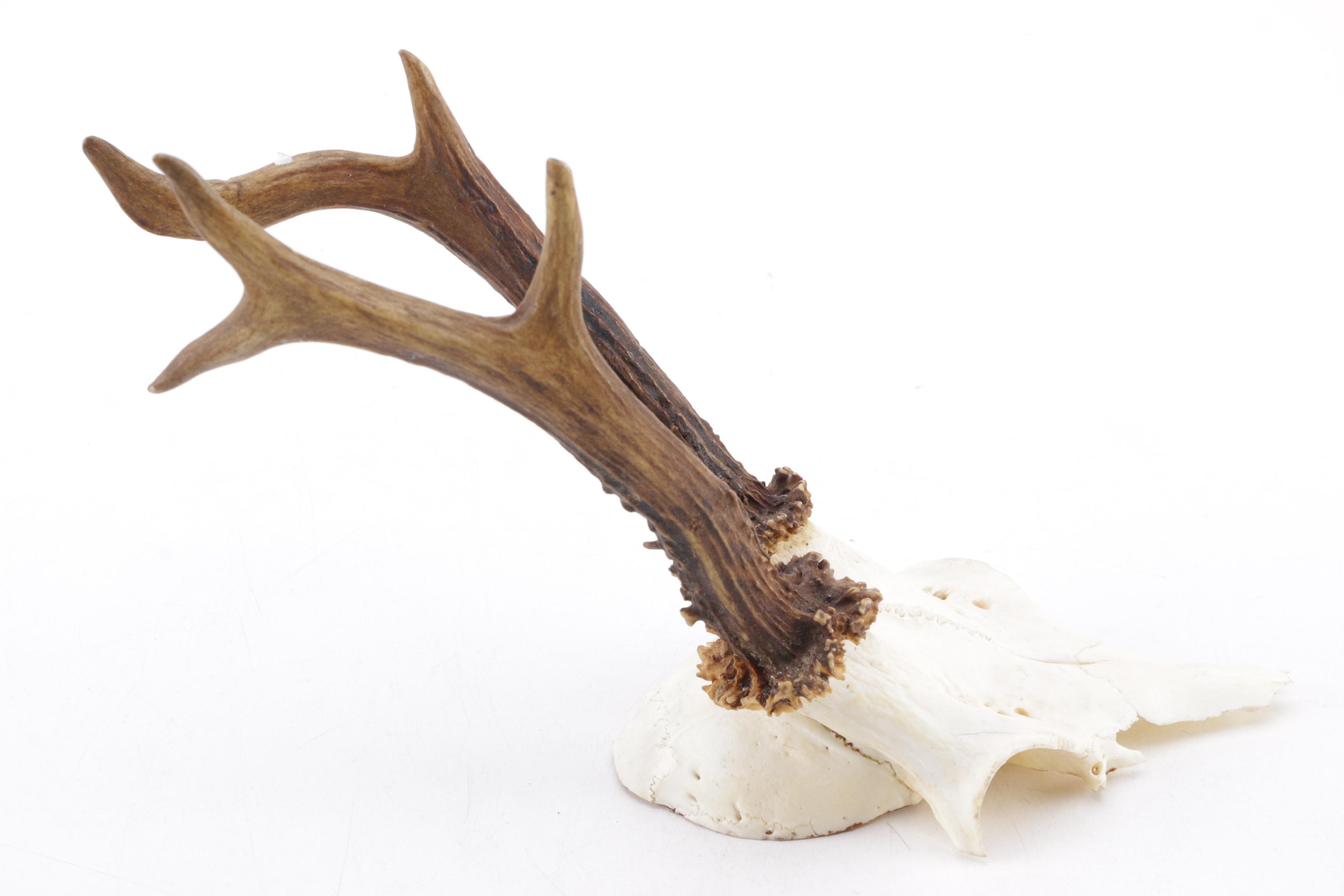 Roe Deer Antlers