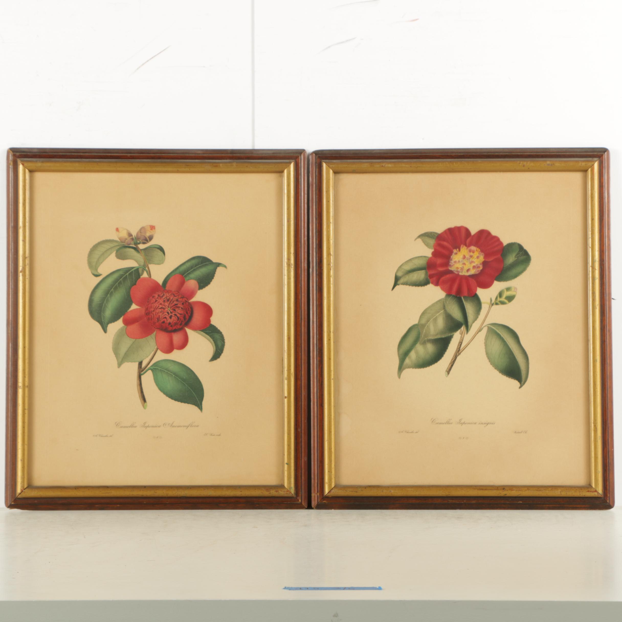 Two Chromolithograph Prints on Paper of Flowers