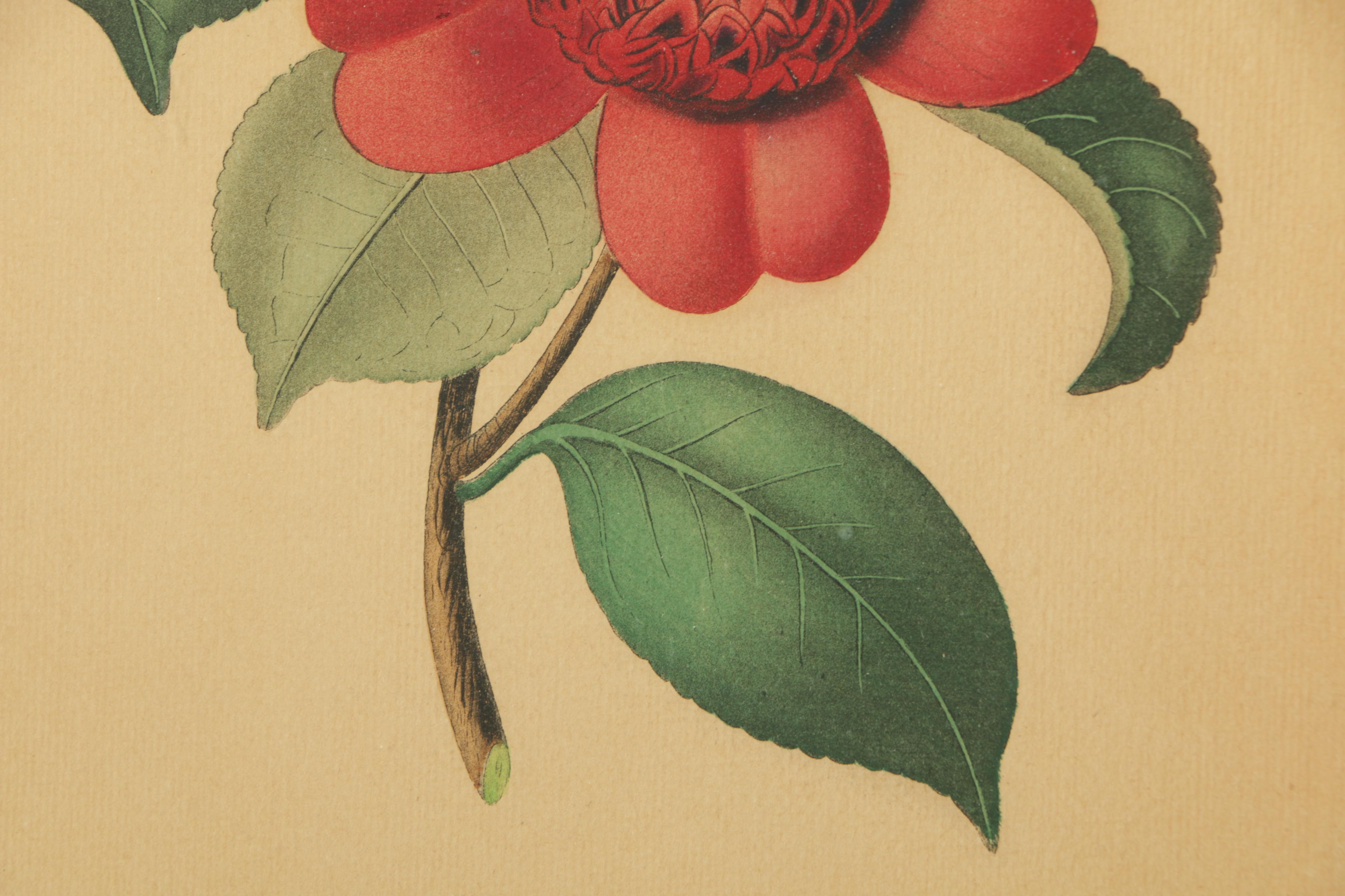 Two Chromolithograph Prints on Paper of Flowers